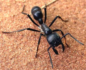 Hormiga negra