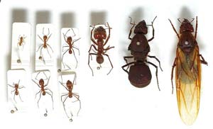Castas hormiga