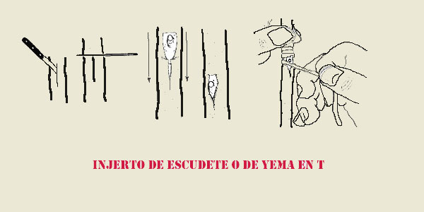 Injerto en escudete
