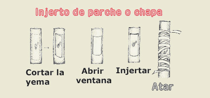 Injerto de chapa