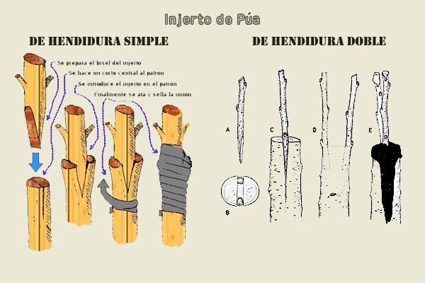 Injerto de púa