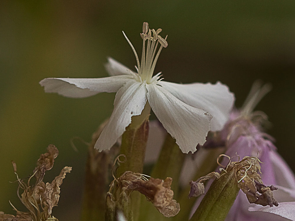 Flor de la Jabonera (Saponaria officinalis) 