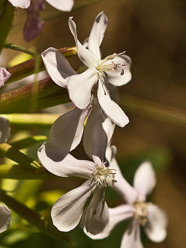 Flor de la Jabonera (Saponaria officinalis) 