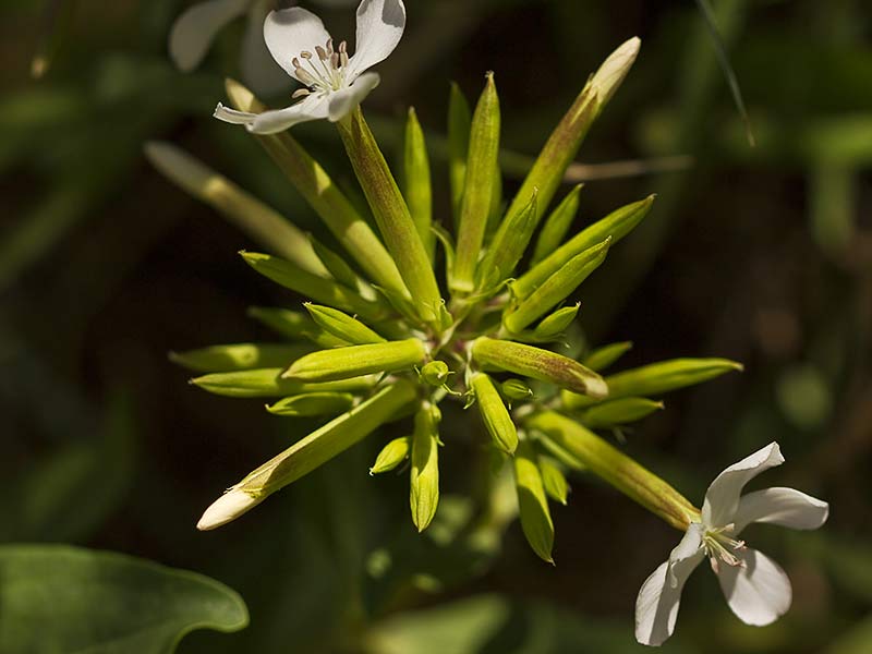 Flor de la Jabonera (Saponaria officinalis) 