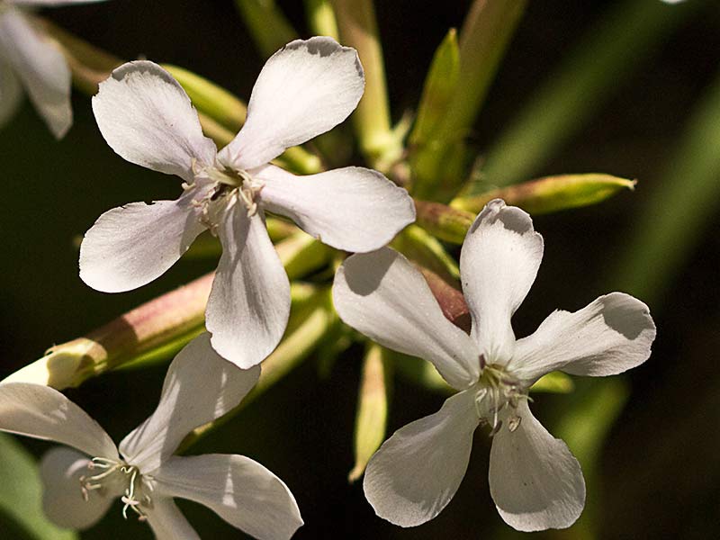Flor de la Jabonera (Saponaria officinalis) 