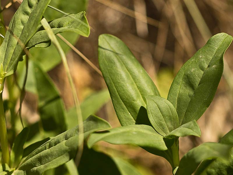 Hojas de la Jabonera (Saponaria officinalis) 
