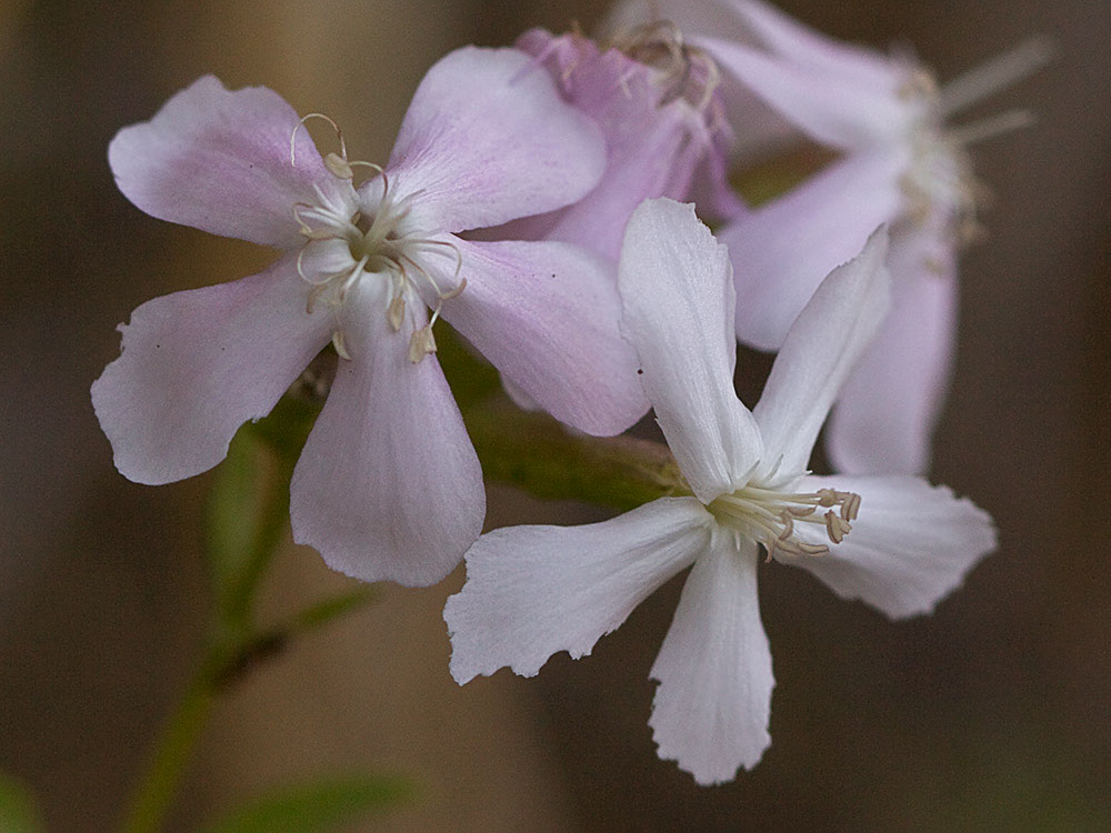 Flor de la Jabonera (Saponaria officinalis) 