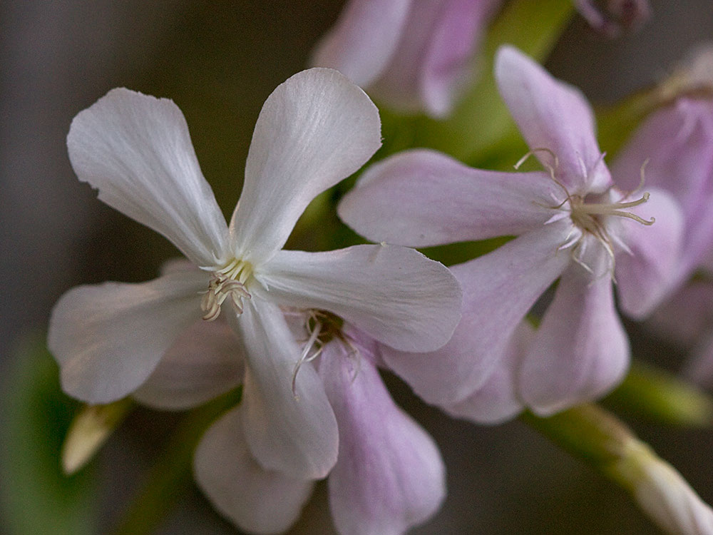 Flor de la Jabonera (Saponaria officinalis) 