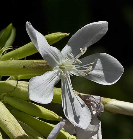 Flor de la Jabonera (Saponaria officinalis) 