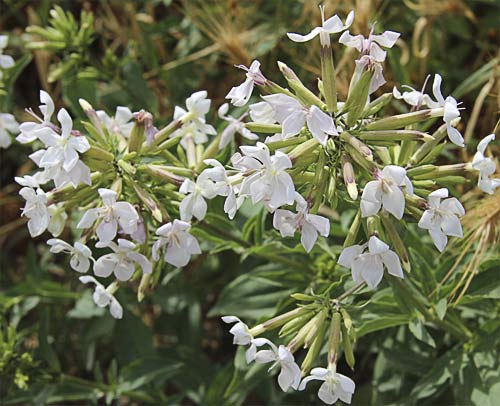 Flores de la jabonera