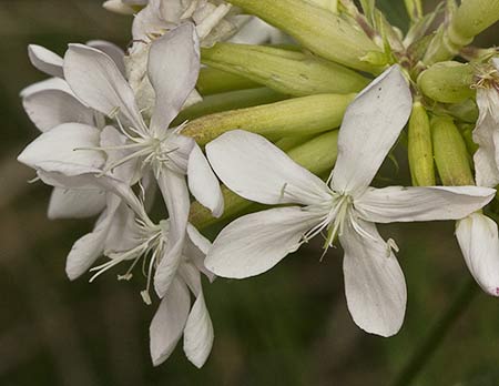 Flor de la jabonera