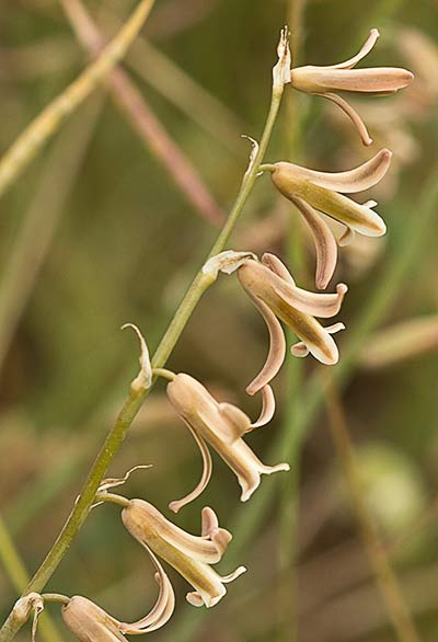 Dipcadi serotinum, Jacinto bastardo