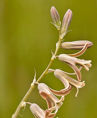 Dipcadi serotinum, Jacinto bastardo