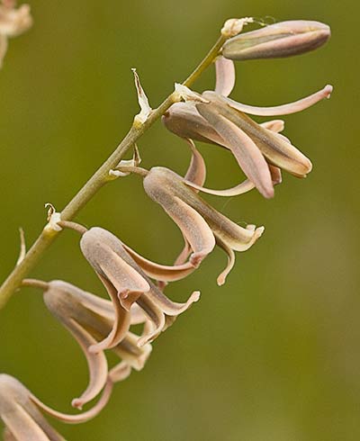 Dipcadi serotinum, Jacinto bastardo