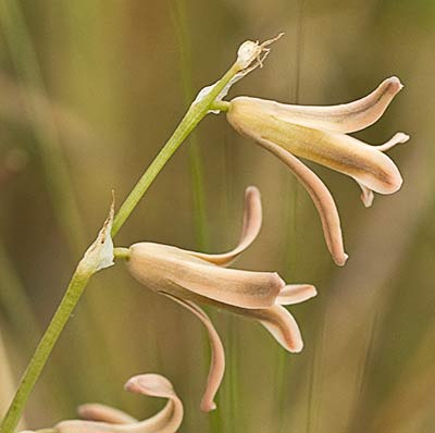 Dipcadi serotinum, Jacinto bastardo