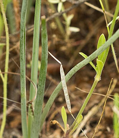 Dipcadi serotinum, Hojas del Jacinto bastardo