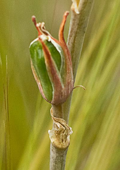 Dipcadi serotinum, Jacinto bastardo