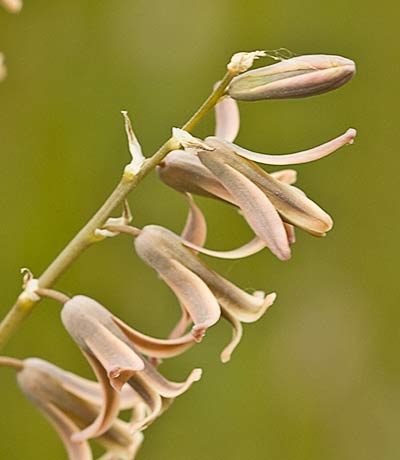 Dipcadi serotinum, Jacinto bastardo