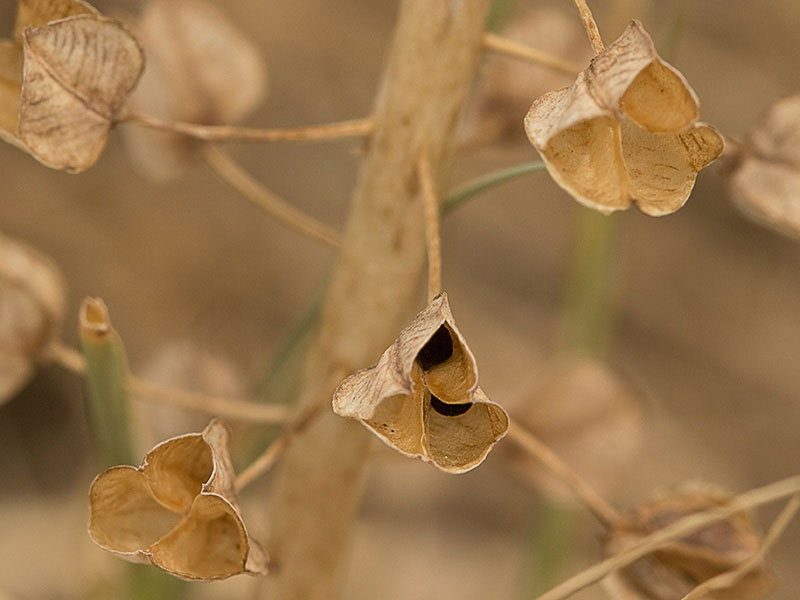 Jacinto comoso (Muscari comosum)