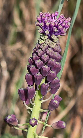 Muscari comosum