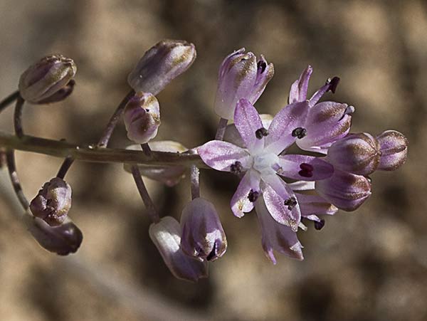 Jacinto endeble o escilla de otoño (Scilla autumnalis o Prospero autumnale)