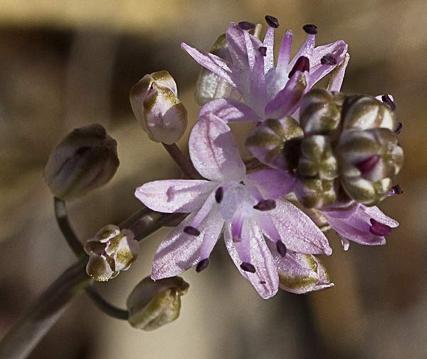 Jacinto endeble o escilla de otoño (Scilla autumnalis o Prospero autumnale)