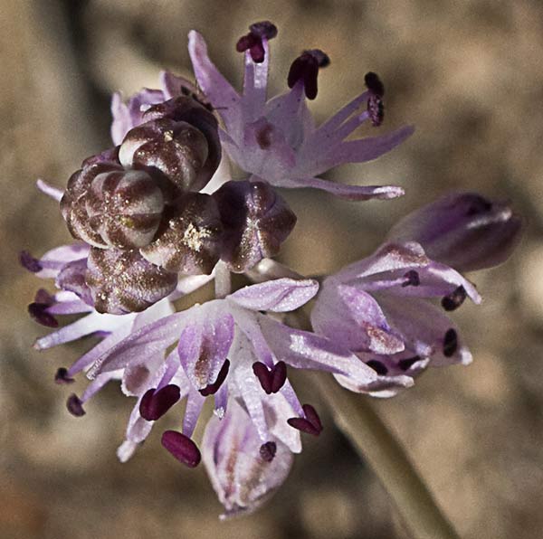 Jacinto endeble o escilla de otoño (Scilla autumnalis o Prospero autumnale)