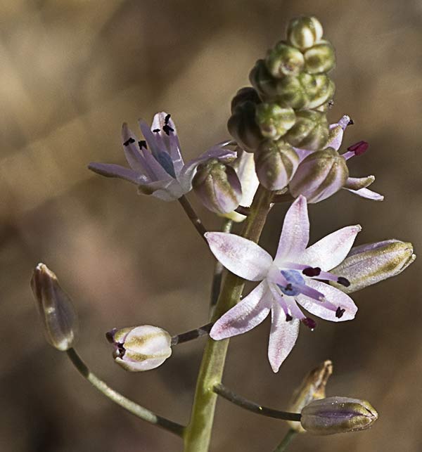 Jacinto endeble o escilla de otoño (Scilla autumnalis o Prospero autumnale)