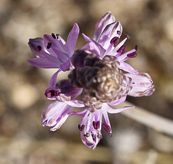 Jacinto endeble o escilla de otoño (Scilla autumnalis o Prospero autumnale)