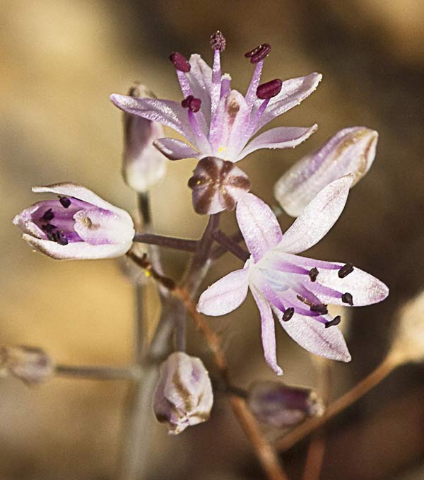 Jacinto endeble o escilla de otoño (Scilla autumnalis o Prospero autumnale)