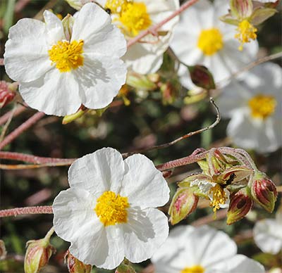 Perdiguera (Helianthemum apenninum)