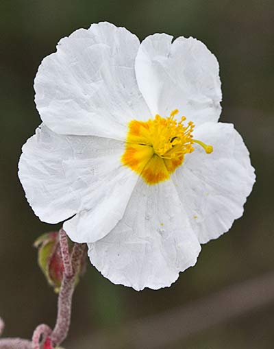 Perdiguera (Helianthemum apenninum)