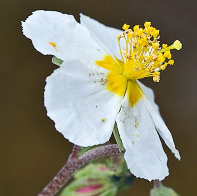 Perdiguera (Helianthemum apenninum)