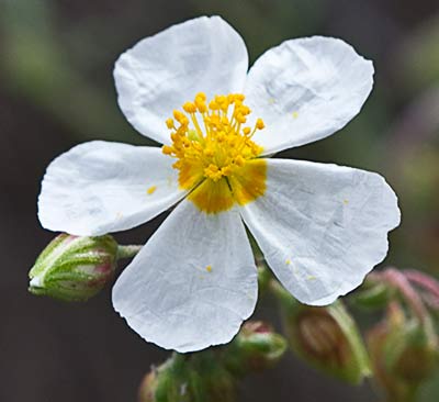 Perdiguera (Helianthemum apenninum)