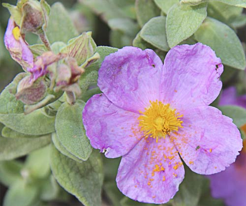 Flor de lajara blanca (cistus albidus)