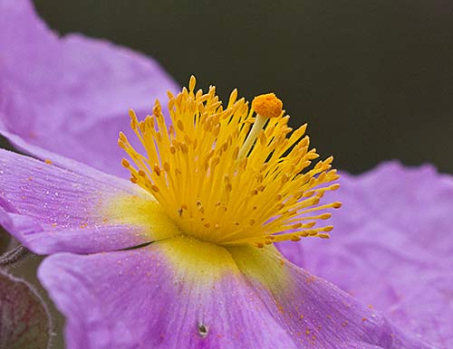 Cistus albidus, jara blanca