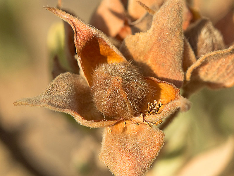 Cistus albidus, jara blanca