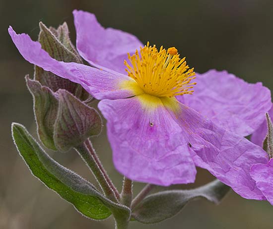 Cistus albidus, jara blanca