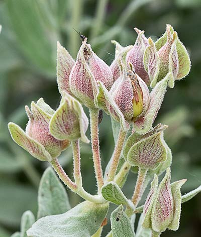 Cistus albidus, jara blanca