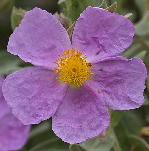Cistus albidus, jara blanca