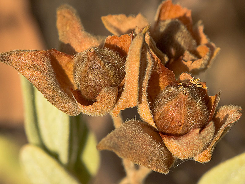 Cistus albidus, jara blanca