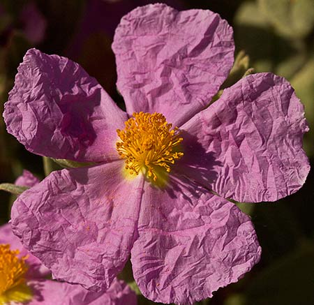 Jara blanca flor (Cistus albidus)