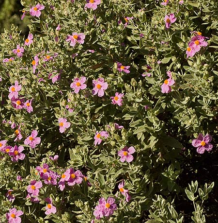 Mata de la estepa blanca (cistus albidus)