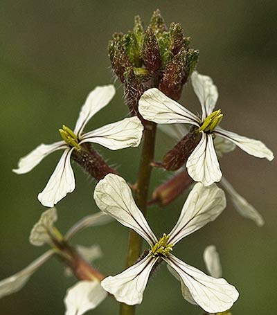 Flores del jaramago o rabaniza