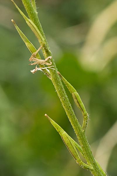 Jaramago o rabaniza, oruga (Eruca vesicaria, eruca sativa)