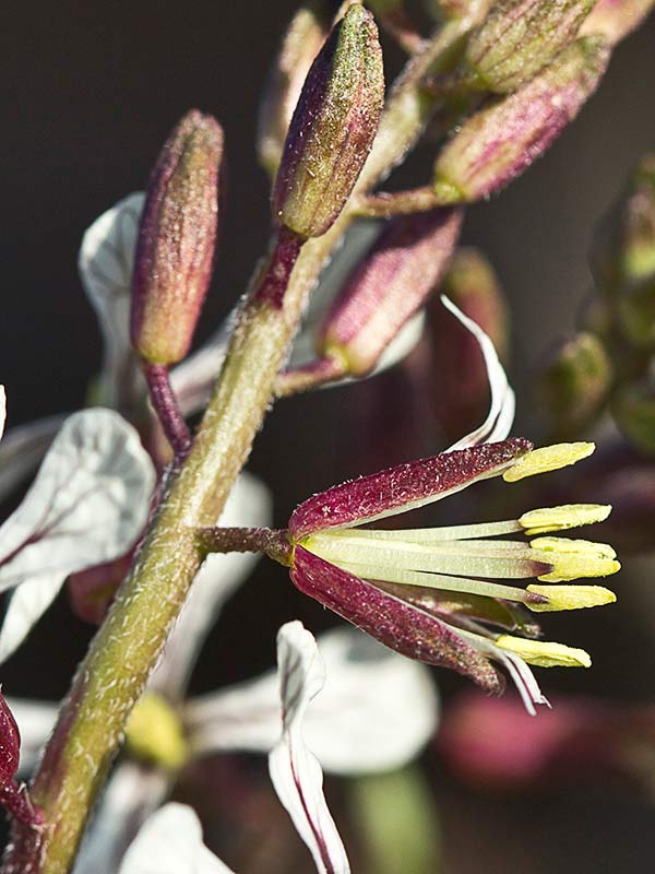 Jaramago o rabaniza, oruga (Eruca vesicaria, eruca sativa)
