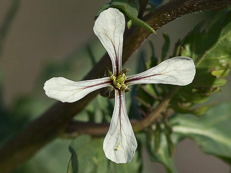 Rabaniza (Eruca vesicaria)