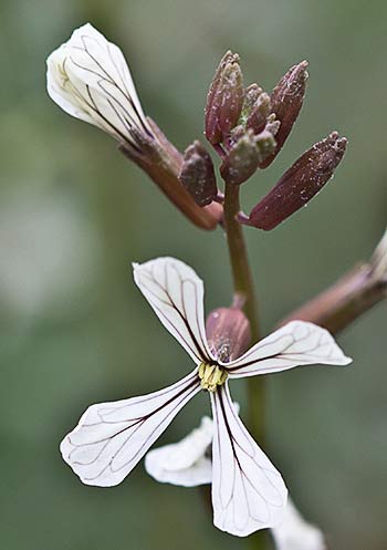Rabaniza (Eruca vesicaria)