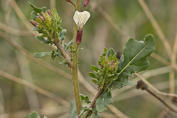 Mata de la eruca o jaramago (Eruca vesicaria, eruca sativa)