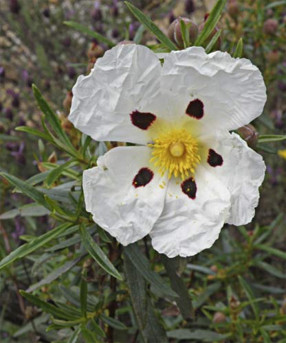 Jara pringosa (Cistus Ladanifer)